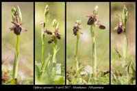 Ophrys-spruneri